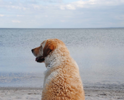 Hofhund Hugo schaut auf die Ostsee